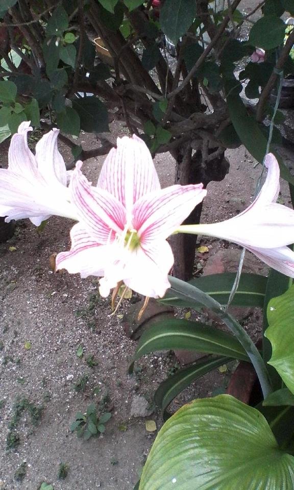 white and pink flowers3.jpg