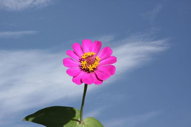 Zinnia-4.jpg