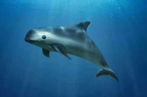 vaquita-1-600x400.png