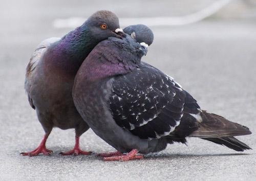 FeralPigeonPair.jpg