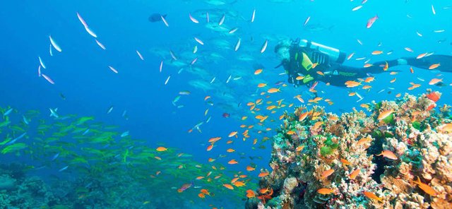 Extraordinary Boundary Reef