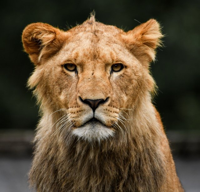 Lion