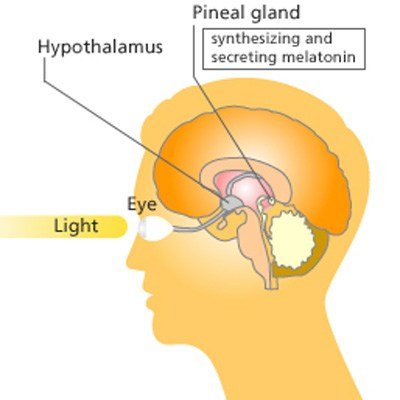 zirbeldrüse und licht