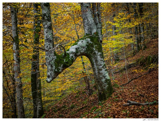 Tree number 4 - by Hector Corcin