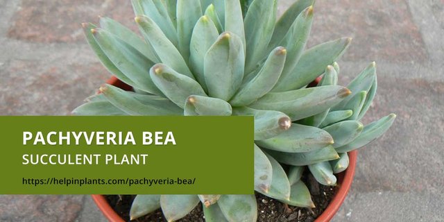 Pachyveria 'Bea' Succulent Type - The little silver beauty - Help in Plants