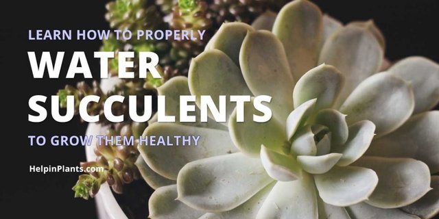 how to water succulents - Help in Plants