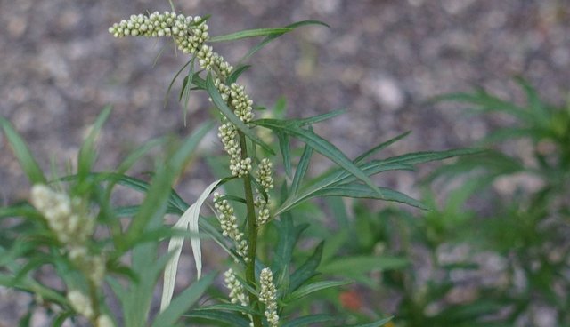 Mugwort for Lucid Dreaming