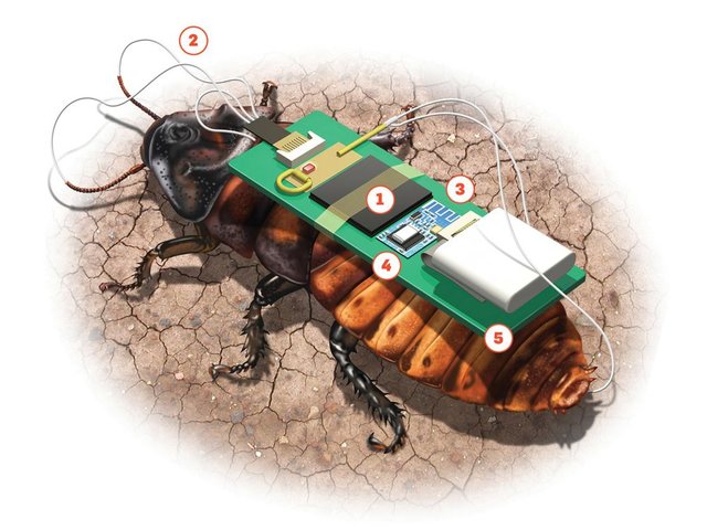 cyborg-roach-how-it-works.jpg