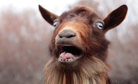shocked-goat-480x291.jpg