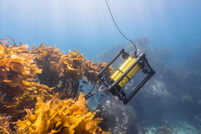 boxfish-rov-9.jpg