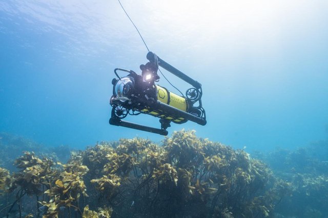 boxfish-rov-a.jpg