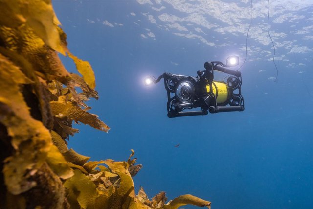 boxfish-rov-2.jpg