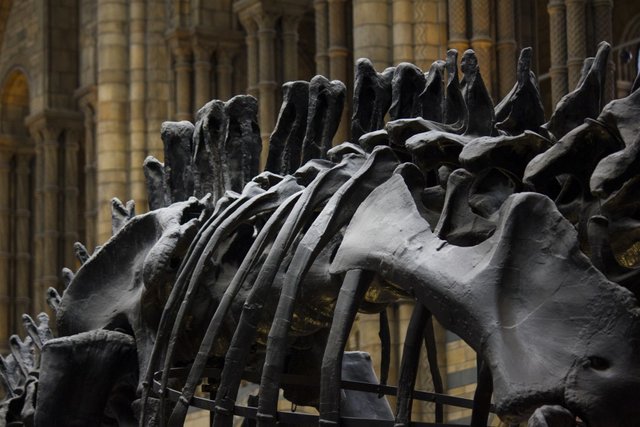 Did Asteroid Wiped Out The Dinosaurs?