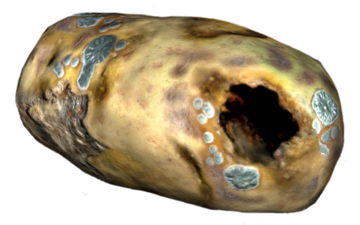 Image of Potato