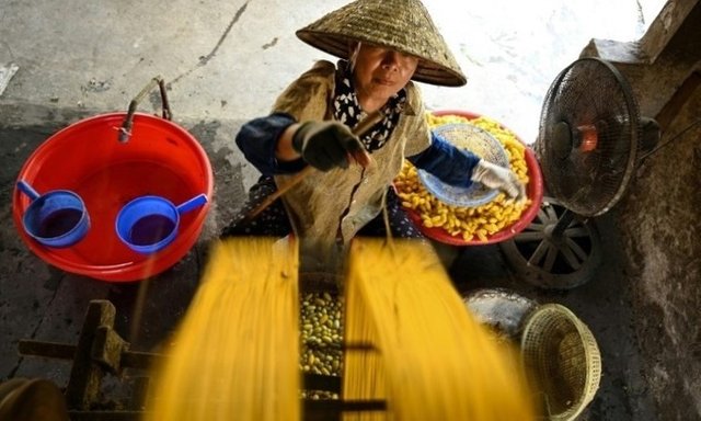 Khoảng 30 kg kén được xử lý mỗi ngày bởi mỗi công nhân tơ lụa ở làng Tiếng Việt. Ảnh của AFP / Manan Vatsyayana.
