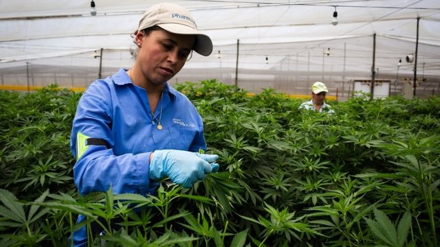 Canadian cannabis companies invest millions in Pablo Escobar's home turf in  Colombia | CBC News