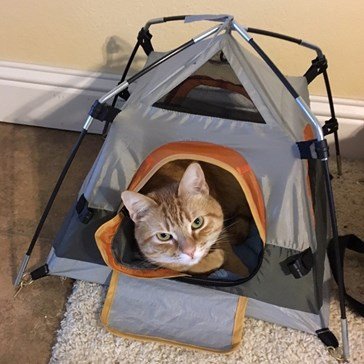 Image of tent cat