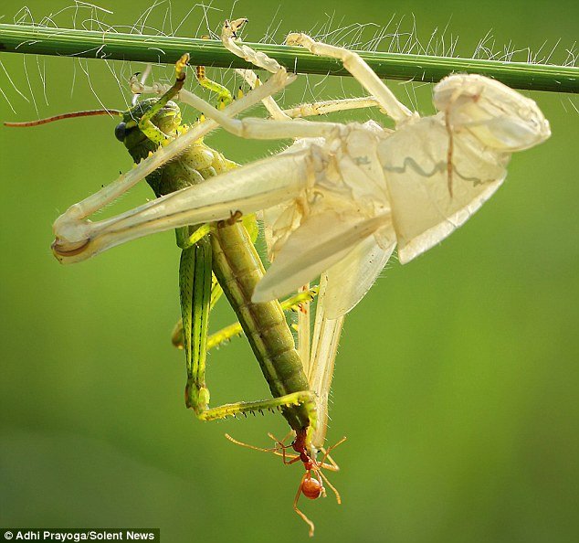 Insect Exoskeleton