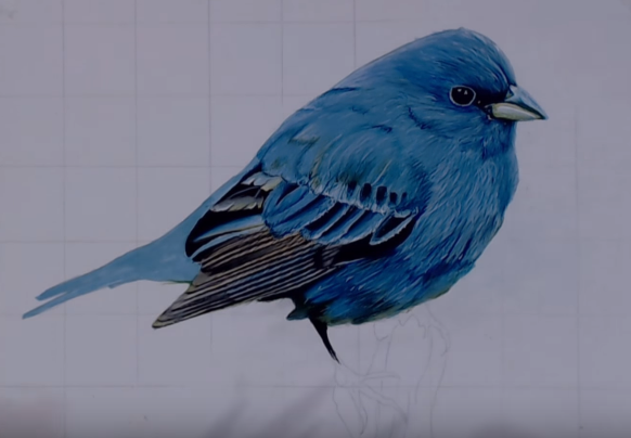 #Realistic Bird Drawing# Cute — Steemit
