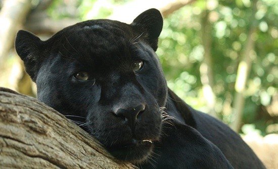 Black Jaguar — Steemit