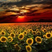 Por-qu-gira-el-girasol-sunflower-wallpapers-110758628-53