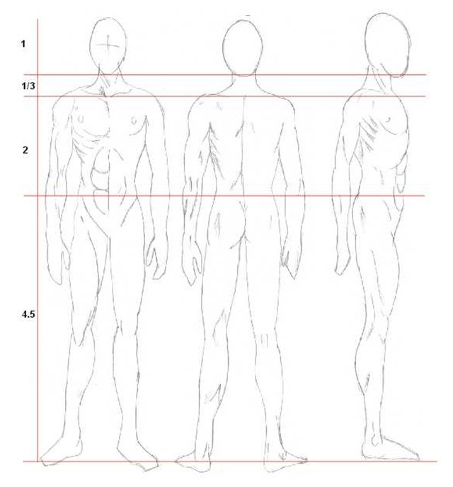 How To Draw Anime Anatomy Anatomy Drawing Diagram