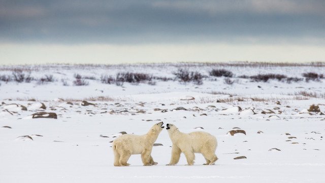 nws-st-arctic-canada-wildlife-polar-bears-on-tundra