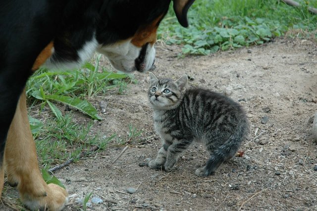 can you raise a cat and dog together