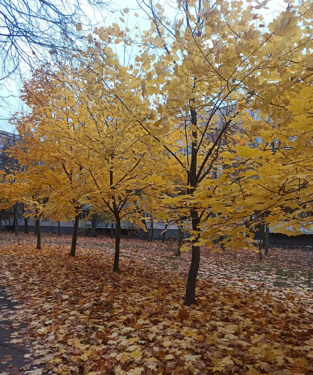 IMG-20211017-165335-2