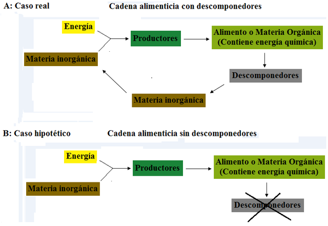 cadena alimenticia de los descomponedores