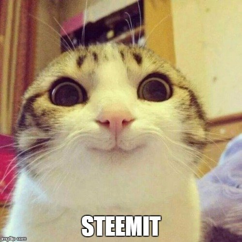 The four best cat videos on youtube! (IMO) — Steemit
