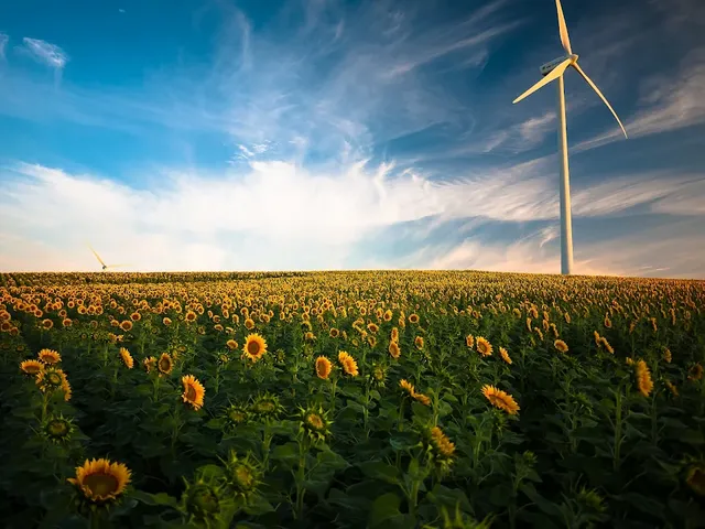 Field of sunflowers