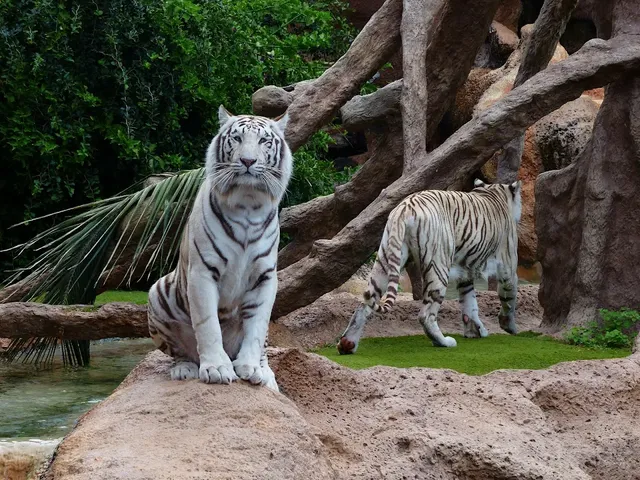 Two white tigers in a zoo exhibit