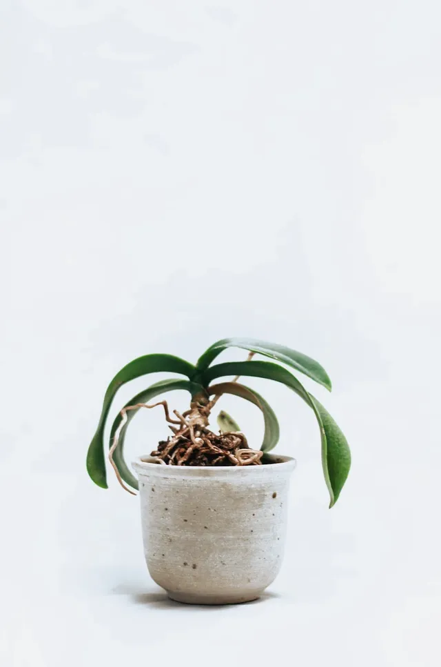 Potted plant with a green leaf