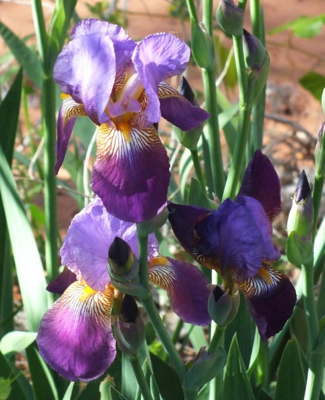 Irises