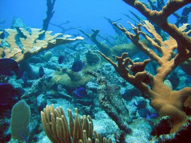St. Croix Reef