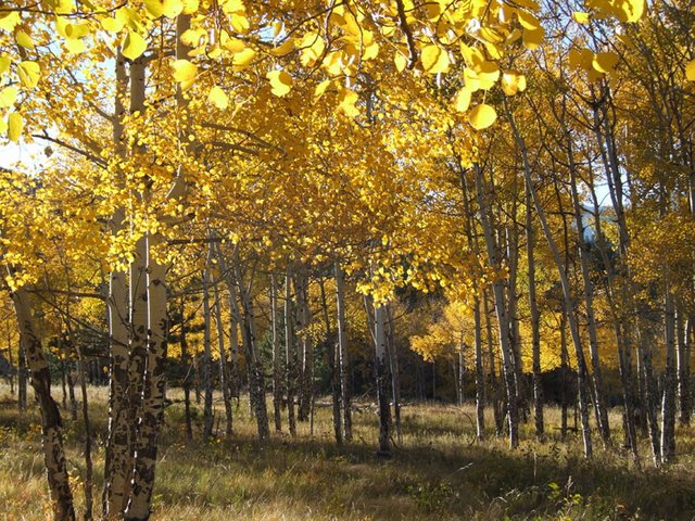 Aspens