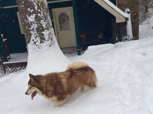 venus in snowy yard