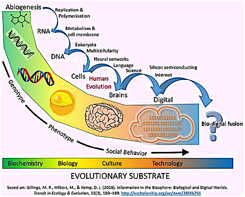 Diagram: Organic evolution