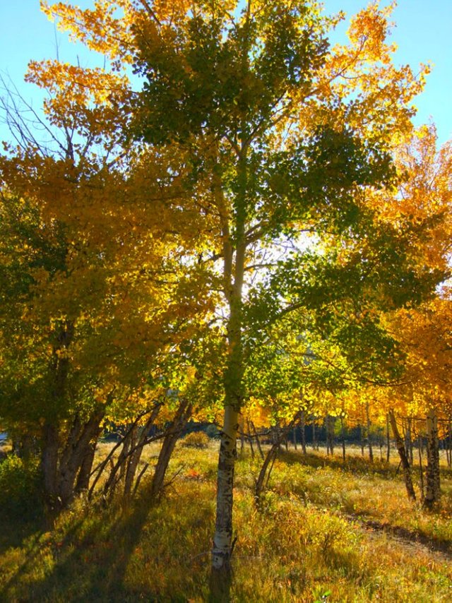 Aspens