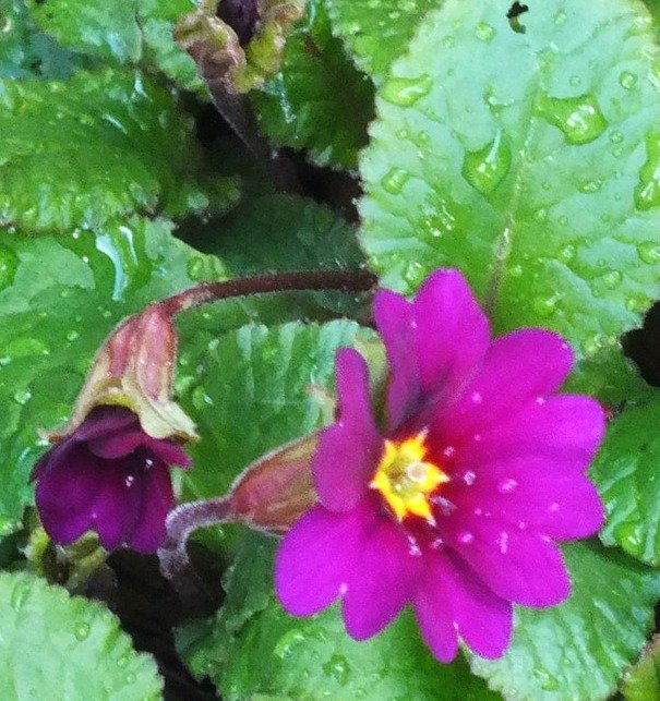 Primroses