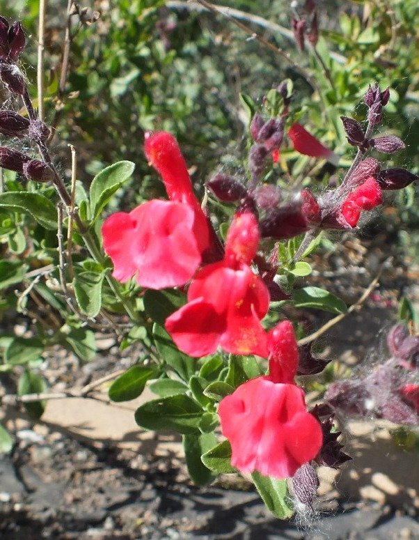 Salvia