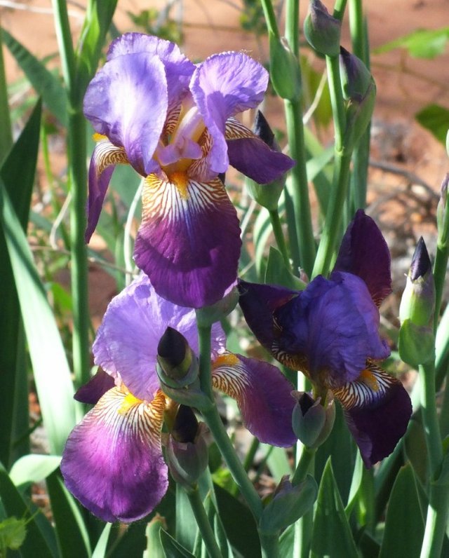 Irises