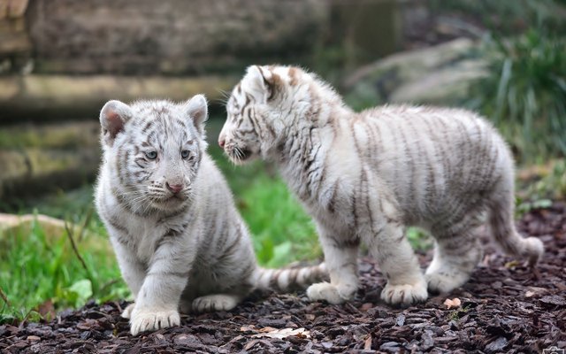 In What Countries Is the White Tiger Found?