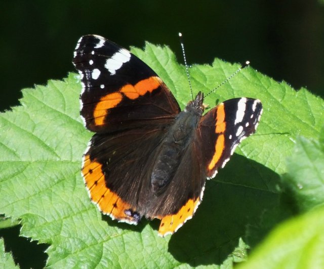 RedAdmiral