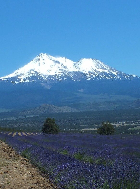 Shasta