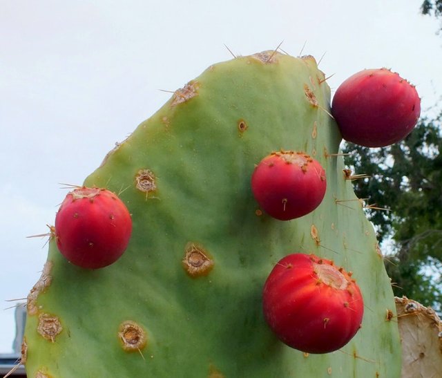 PricklyPear