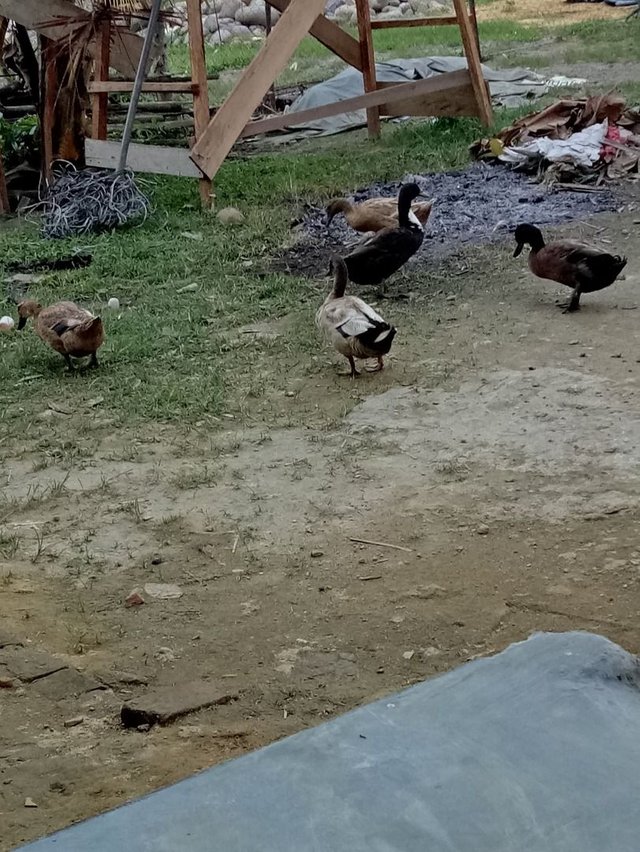 Benefits Of Duck Meat For The Body — Steemit