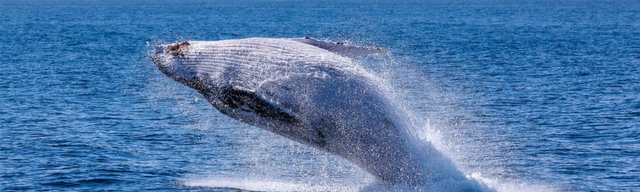 Whales of steemit