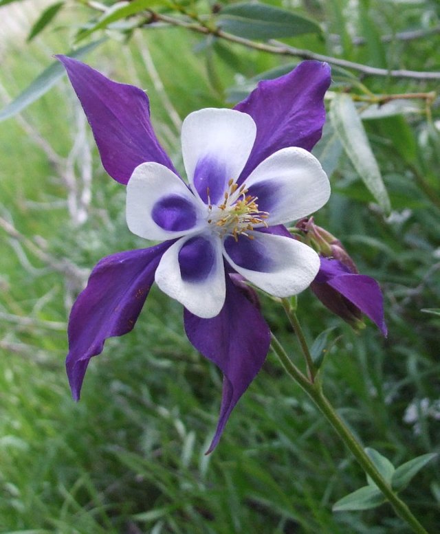 Columbine